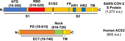 Disrupting ACE2 Dimerization Mitigates the Infection by SARS-CoV-2 Pseudovirus